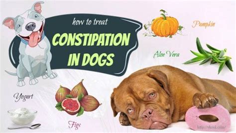 Dog Constipation Relief Home Remedy Homemade Ftempo