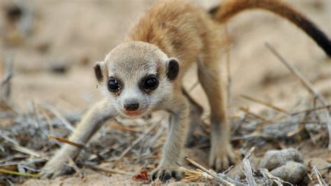 Best Safaris For Meerkat In South Africa 13 Sightings Expert Africa