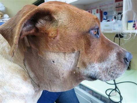 Симптомы рака у собаки Ветеринарная онкология Ветеринарная клиника