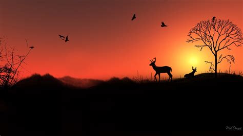 Wallpaper Sunset Shadow Silhouette Sunrise Evening Morning Elk