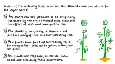 Describe Gregor Mendels Experiment Pea Plants