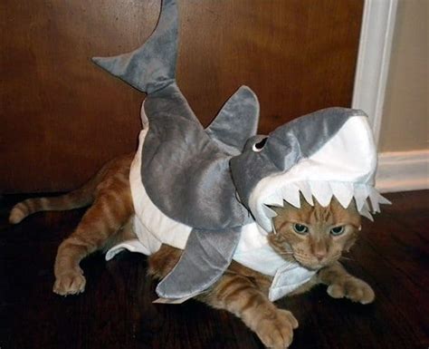 21 Totally Pawsome Costumes For Your Cat This Halloween Pulptastic