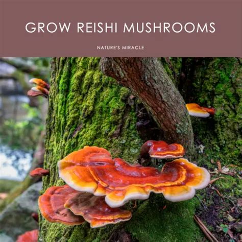 How To Grow Reishi Mushrooms The Konnexion