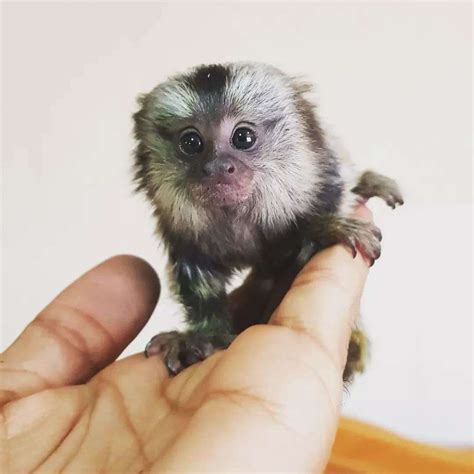 The 5 Pet Monkey Breeds Globalpetblog