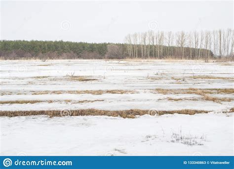 Snow Covered Field In Winter Dull Calm Landscape Stock Image Image
