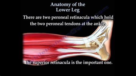 The gastrocnemius is the more powerful muscle that produces propulsion during dynamic movements such as sprinting and jumping. Anatomy Of The Lower Leg - Everything You Need To Know - Dr. Nabil Ebraheim - YouTube