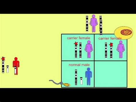 A punnett square is a tool used in mendelian inheritance to show the possible genotypes that are formed when a male and female gamate unite. GENETICS 1: SEX LINKAGE: PUNNETT SQUARES - YouTube