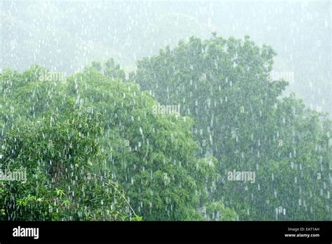 Rainforest Rainfall Hi Res Stock Photography And Images Alamy