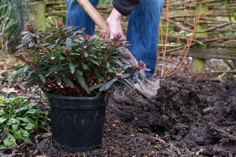How To Plant Perennials Bbc Gardeners World Magazine