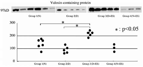 western blot analysis for vcp vcp expression in group d es was download scientific diagram
