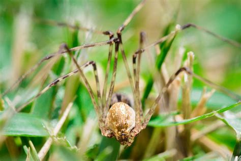 Spider In The Grass Smithsonian Photo Contest Smithsonian Magazine