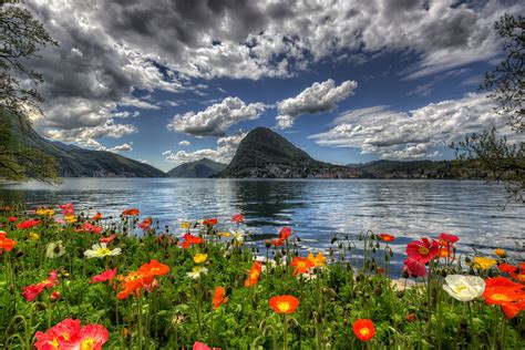 Flowers By Lake In Switzerland