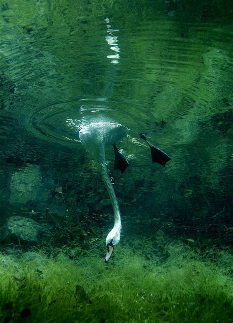 Swan Underwater Viktor Lyagushkin Flickr