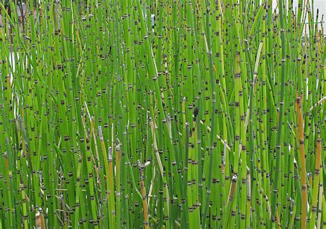 Your 12 month premium membership is free ($40 value). 10 Health Benefits of Horsetail | The Luxury Spot