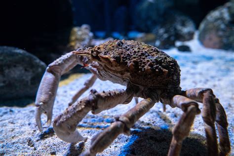 5 Of The Largest Creatures Living In Our Oceans Bristol Aquarium