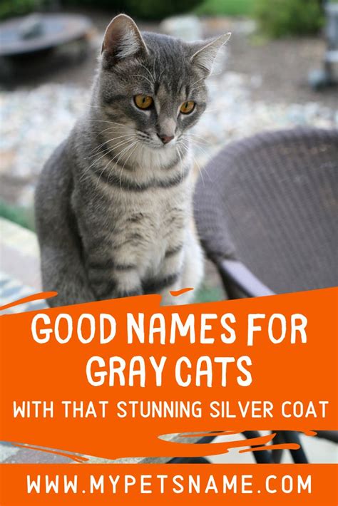 Good Names For Gray Cats Grey Cats Cats Cool Names