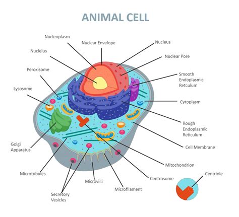 Animal Cell Diagram Labeled Edrawmax Template