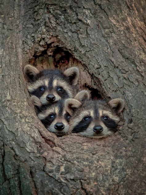 9 Funny Raccoon Pictures To Make You Smile Today Birds And Blooms