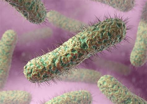 Rod Shaped Bacteria Artwork Photograph By David Mack Pixels