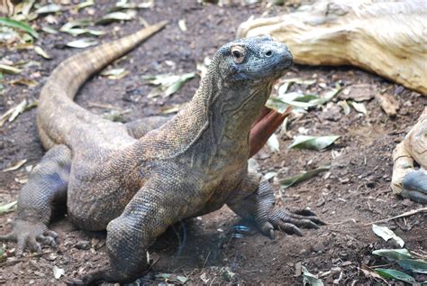 Komodo Dragon Vs Monitor Lizard Whats The Difference Daily