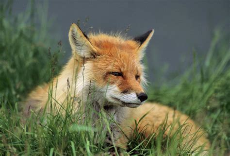 Usa Alaska Red Fox Denali National Photograph By Gerry Reynolds