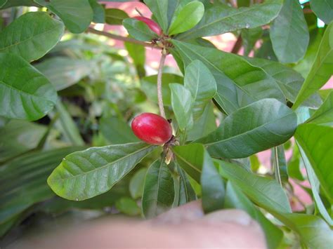 Plantfiles Pictures Miracle Fruit Miracle Berry Synsepalum