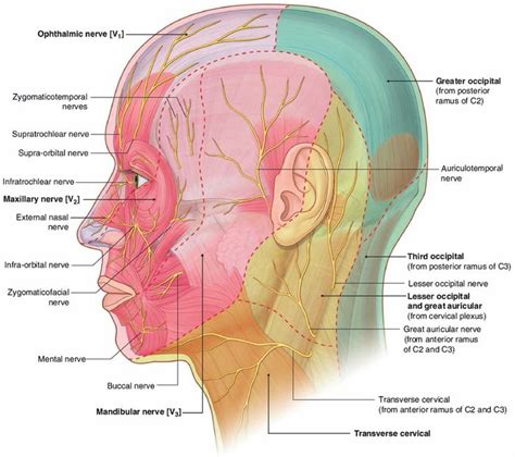 Occipital Neuralgia Causes Symptoms Diagnosis Treatment Medicine Hot