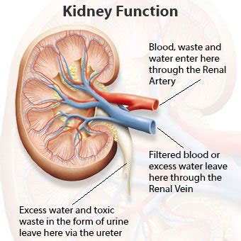Kidneys filter waste out of the bloodstream and maintain the body's level of water. Kidney Pain Early Symptoms, Causes, Treatment, and Cure
