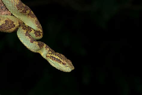 Malabar Pit Viper Seen At Night In Ambolimaharashtraindia Stock Photo