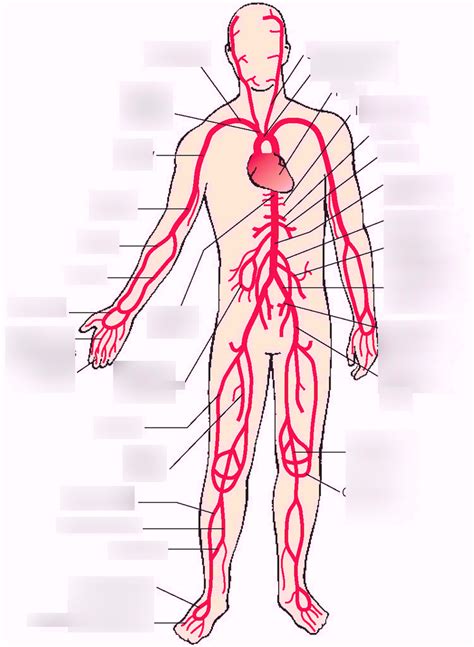 Anatomy Label Major Arteries And Veins Full Human Body Diagram With