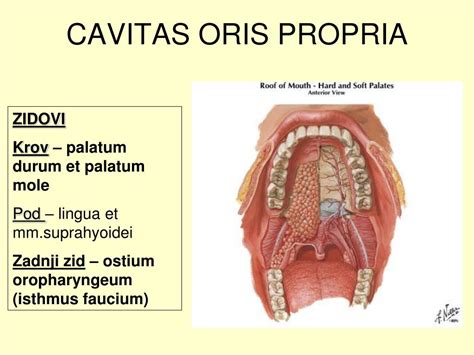 Ppt Digestivni Sistem I Powerpoint Presentation Free Download Id