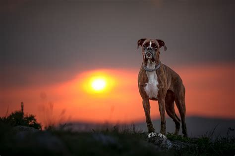 Boxer Dog Depth Of Field Dog Sunset Wallpaper Resolution2048x1365