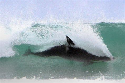 Wow Orca Whales Surfing The Joy Of Freedom Candace Calloway Whiting