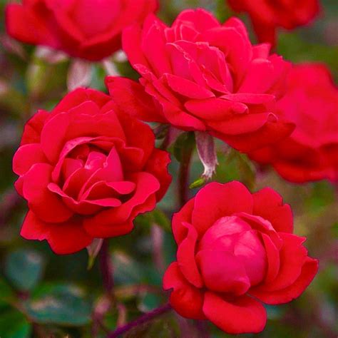 New Red Rose Plants For Sale | Double Knock Out® Rose - Easy To Grow Bulbs