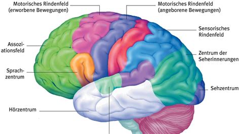 Hirnforschung Erster übergreifender Atlas Der Hirnrinde Psychologie