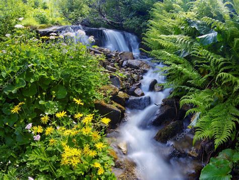 Chiamata anche dente di leone, è una pianta spontanea facilmente ritrovabile nei campi in primavera predilige temperature. Fiori gialli nei pressi di un ruscello di montagna — Foto Stock © Kotenko #4731125