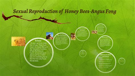 Sexual Reproduction Of Bees By Angus Fong On Prezi Next