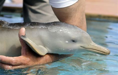 White Wolf 7 Day Old Baby Dolphin Found In Uruguay