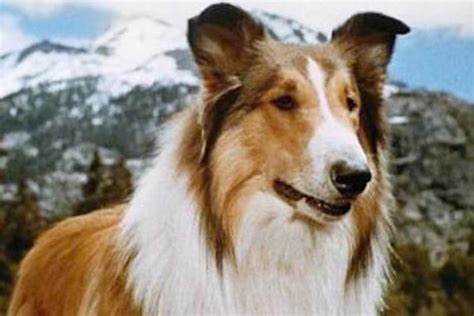 Top 10 Famous Screen Dogs Film Entertainment Nz