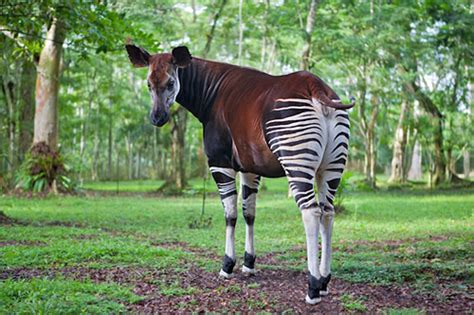 Okapi Wildlife Reserve In Congo Attractions And Things To Do