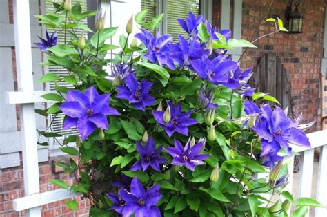 We did not find results for: Powojnik wielkokwiatowy "The President". | Clematis ...
