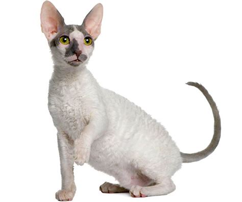 5 Things To Know About Cornish Rex Cats Petful