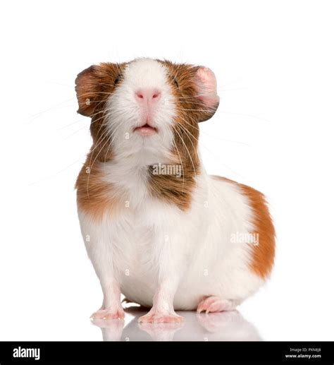 Guinea Pig Cavia Porcellus In Front Of White Background Stock Photo