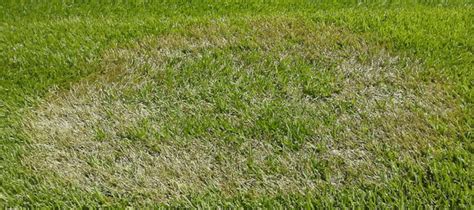 Whats The Best Fertilizer For Bermuda Grass Abc Blog