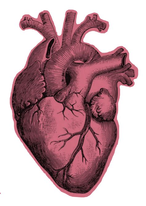 Heart Realistic Freetoedit Heart Sticker By Agustinaroux1