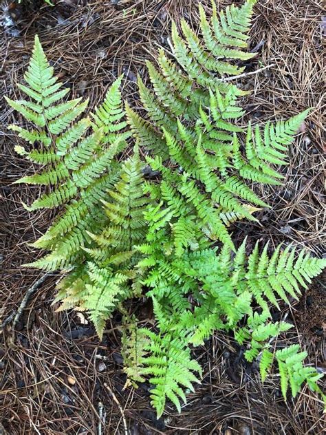 Dryopteris Erythrosora Autumn Fern Japanese Shield Fern Shaggy