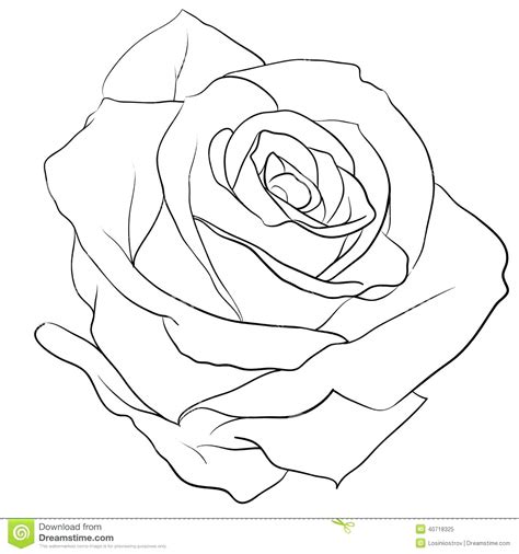 Check spelling or type a new query. Realistic Rose Drawing at GetDrawings | Free download