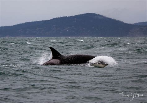 Orca — Sightings Report — Bc Whale Tours Victoria Whale Watching Tours