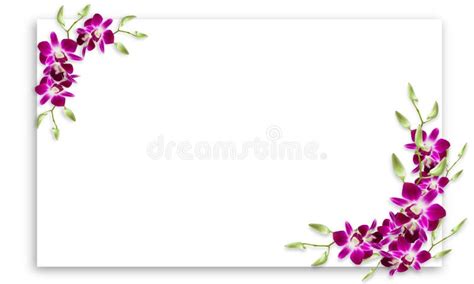 11548 Orchid Frame Stock Photos Free And Royalty Free Stock Photos
