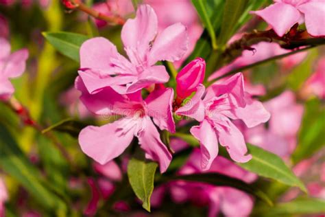 Blooming Red Oleander Stock Photo Image Of Flora Blossom 164489626